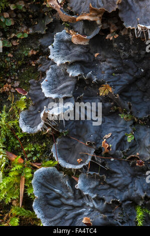 Cane lichen (Peltigera canina) cresce anche su roccia Foto Stock