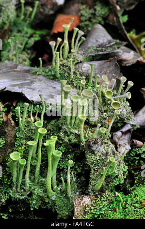 Pixie-cup lichen / polvere di tromba lichen (Cladonia fimbriata) cresce su legno di marcio tronco di albero Foto Stock