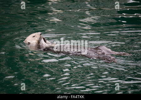 California Sea Otter (Enhydra lutris), mangiare crostacei al di fuori della sua pancia, Monterey, California, Oceano Pacifico Foto Stock