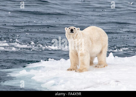 Solitario orso polare, Ursus Maritimus, in piedi su un pezzo di ghiaccio del mare artico, arcipelago delle Svalbard, Norvegia Foto Stock