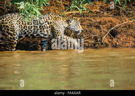 Profilo di una Jaguar, Panthera onca, caccia lungo un fiume nel Pantanal, Mato Grosso, Brasile, Sud America Foto Stock