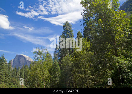 Mezza Cupola che si eleva al di sopra gli alberi del Parco Nazionale di Yosemite Valley Foto Stock