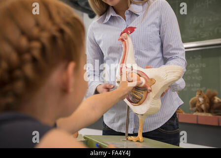 Insegnante femmina spiegando anatomica del modello di organi per studenti in classe di biologia, Fürstenfeldbruck, Baviera, Germania Foto Stock