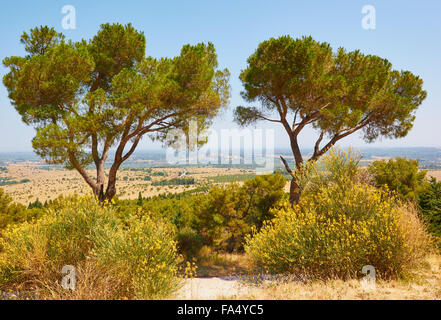 Panorama della campagna pugliese con pino domestico (Pinus Pinea) alberi Castel del Monte La Puglia Puglia Italia Europa Foto Stock