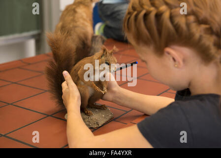 Schoolgirl esaminando uno scoiattolo in classe di biologia, Fürstenfeldbruck, Baviera, Germania Foto Stock