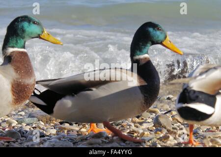 Mallard duck sulla spiaggia del lago di Garda in Italia settentrionale Foto Stock