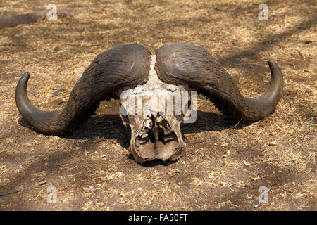 Il cranio di un capo buffalo giacente a terra Foto Stock