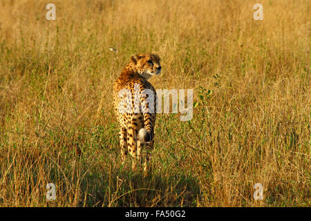 Una femmina di lone ghepardo si guarda alle spalle attraverso la savana africana. Foto Stock