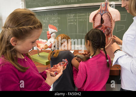 Docente di Biologia insegnando agli studenti di umano degli organi interni in aula, Fürstenfeldbruck, Baviera, Germania Foto Stock