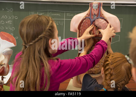 Studenti in classe che esplorano il modello anatomico, Fürstenfeldbruck, Baviera, Germania Foto Stock