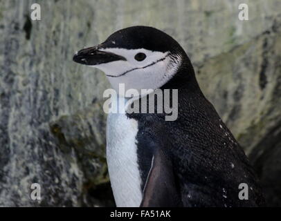 Antartico di pinguini dal sottogola (Pygoscelis antarcticus), primo piano della testa Foto Stock