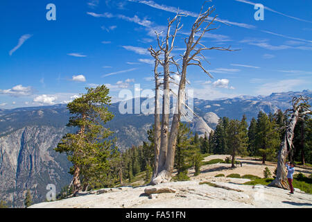 Gli alberi morti sulle pendici di Sentinel Dome Foto Stock