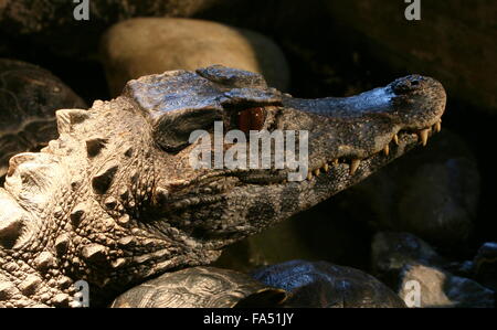 Sud Americana liscia Caimano fronteggiata (Paleosuchus trigonatus), a.k.a. Schneider caimano nani Foto Stock