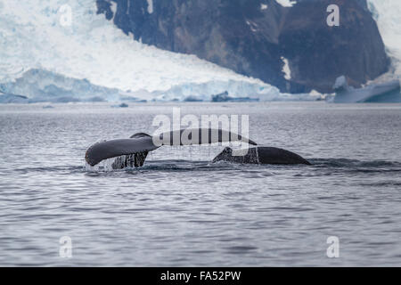 Whale watching - Balene Humpback fluke in Antartide Foto Stock