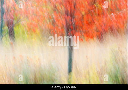 Foto-impressione di rosso acero in autunno Foto Stock