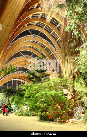 Piante provenienti da tutto il mondo sul display all'interno del giardino d'inverno, Sheffield City Centre, South Yorkshire, Inghilterra - inverno Foto Stock