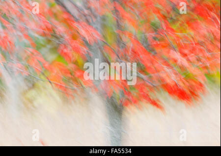 Foto-impressione di rosso acero in autunno Foto Stock