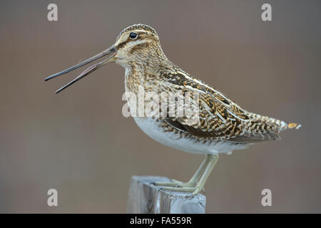 Beccaccino (Gallinago gallinago), maschio seduto sul palo di legno, Regione meridionale Islanda Foto Stock