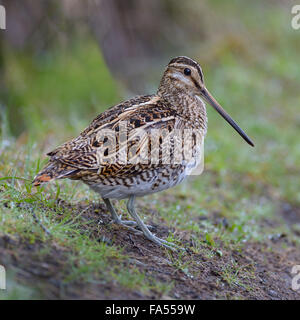 Beccaccino (Gallinago gallinago), maschio in piedi in erba, Regione meridionale Islanda Foto Stock