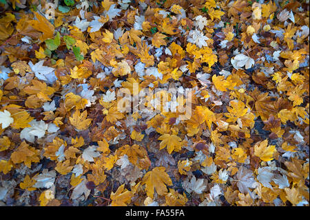 Acero campestre (Acer campestre) lascia sul terreno, Baviera, Germania Foto Stock