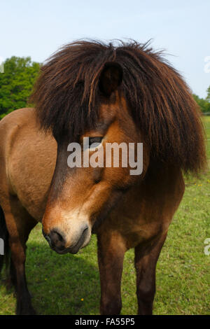 Islanda cavallo, castrazione ritratto, cavallo di razza pony, Islanda Islanda Pony, islandesi (Equus przewalskii f. Caballus) Foto Stock