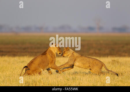 I Lions (Panthera leo), due leonesse giocare all'alba, Savuti, Chobe National Park, Botswana Foto Stock