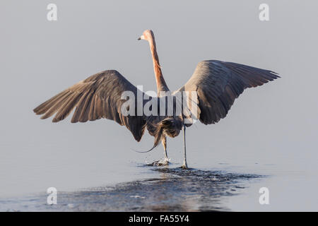 Reddish garzetta (Egretta rufescens) camminando attraverso acqua con ali teso, GV 'Ding' Darling National Wildlife Refuge Foto Stock