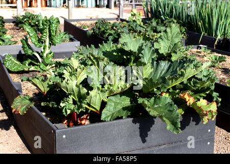 Rheum rhabarbarum o anche conosciuto come il rabarbaro crescente sul giardino rialzato Foto Stock