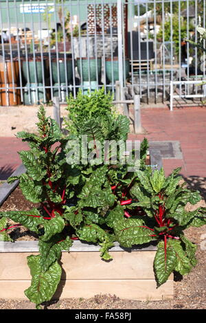 Rheum rhabarbarum o anche conosciuto come il rabarbaro crescente sul giardino rialzato Foto Stock