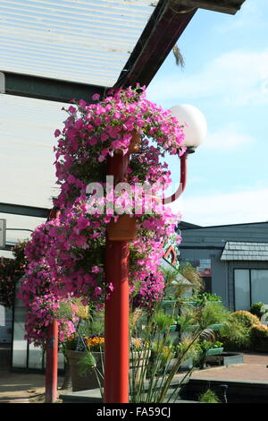 Appendere rosa fiori di petunia in un cestello Foto Stock