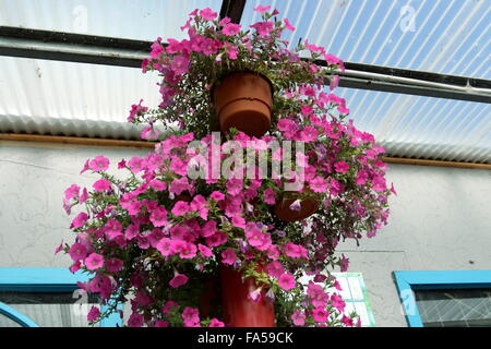 Appendere rosa fiori di petunia in un cestello Foto Stock