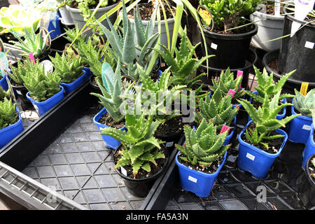 Aloe Spinossisima o noto anche come oro dente piante di aloe per la vendita Foto Stock