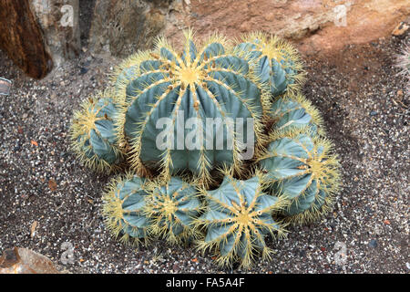 Sfera di cactus o il suo nome scientifico è Parodia magnifica Foto Stock