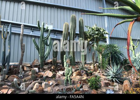 Tutti i tipi di Cactus varietà coltivate in un vivaio Foto Stock