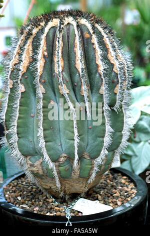 Close up Uebelmannia pectinifera cactus che crescono in una pentola Foto Stock