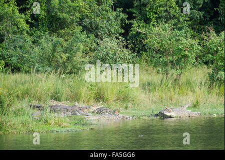 Coccodrillo del Nilo, Crocodylus niloticus, Murchison Falls National Park, Uganda Foto Stock