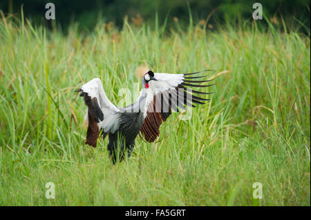 Grey Crowned Crane (Balearica regulorum), Murchison Falls National Park, Uganda Foto Stock