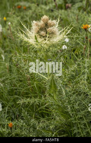 Spiniest Thistle, Cirsium spinosissimum, in fiore in alto pascolo alpino delle Dolomiti. Foto Stock