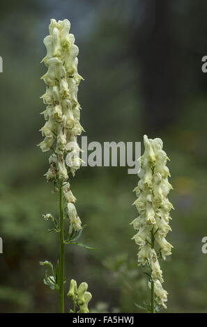 Wolfsbane, Aconitum lycoctonum ssp. vulparia, in fiore nelle alpi. Foto Stock