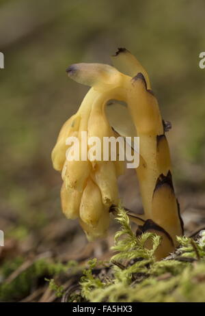 Dutchman's tubo, Monotropa hypopitys - un parassita o mycoheterotroph in fitti boschi. Foto Stock