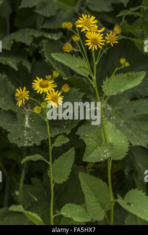 Alpine erba tossica, Senecio cordatus o Jacobaea alpina, in fiore, alpi italiane. Foto Stock