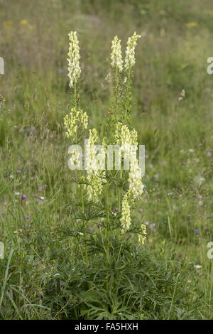 Wolfsbane, Aconitum lycoctonum ssp. vulparia, in fiore nelle alpi. Foto Stock