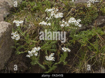 Il muschio achillea, Achillea erba-rotta subsp. moschata in fiore in alpine acida turf, Alpi. Foto Stock