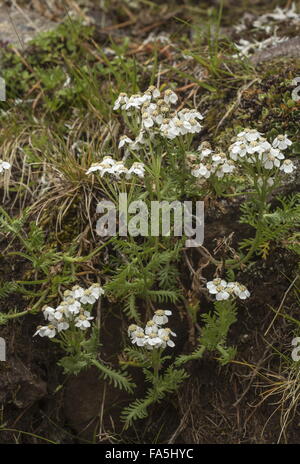 Il muschio achillea, Achillea erba-rotta subsp. moschata in fiore in alpine acida turf, Alpi. Foto Stock