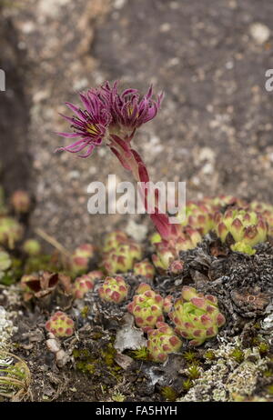Una montagna semprevivo, Sempervivum montanum ssp stiriacum in fiore ad alta altitudine, Alpi Italiane. Foto Stock