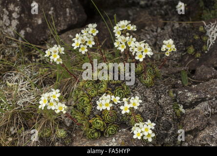 Sassifraga alpina, Saxifraga paniculata ad alta altitudine, Alpi Italiane. Attraente forma nana. Foto Stock