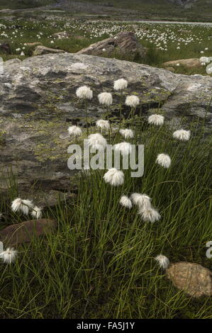 Scheuchzer's Cottongrass, Eriophorum scheuchzeri sul Passo Gavia, Passo di Gavia, 2621 m, Italia. Foto Stock