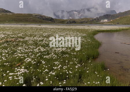 Scheuchzer's Cottongrass, Eriophorum scheuchzeri sul Passo Gavia, Passo di Gavia, 2621 m, con il Lago Bianco in primo piano. Foto Stock