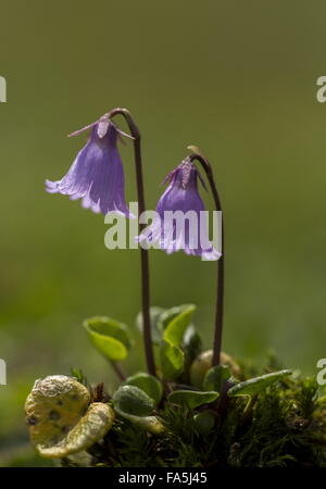 Snowbell nana, Soldanella pusilla fioritura in Alto pascolo alpino, Alpi Svizzere. Foto Stock