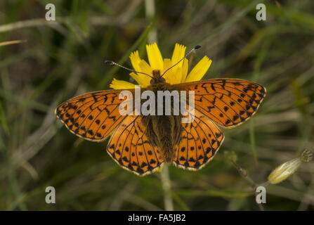 Pastore Fritillary, Boloria pales su hawkbit a 2500 m sulle pendici del Monte Cervino. Foto Stock